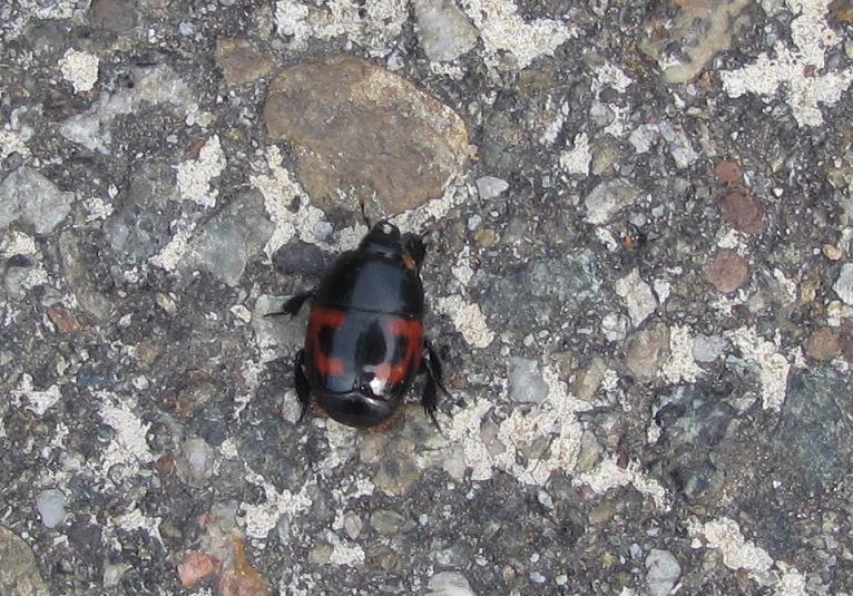 Hister quadrimaculatus? Si, Histeridae